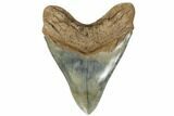 Serrated, Tan, Fossil Megalodon Tooth - South Carolina #182974-1